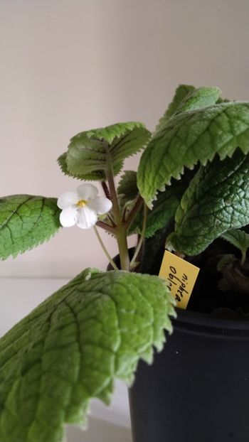  - 2025-Niphea oblonga