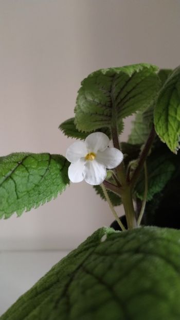  - 2025-Niphea oblonga