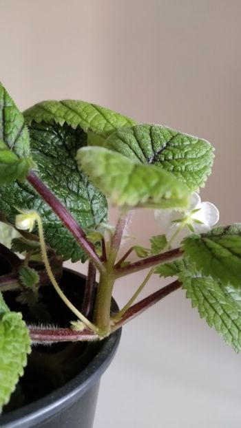  - 2025-Niphea oblonga