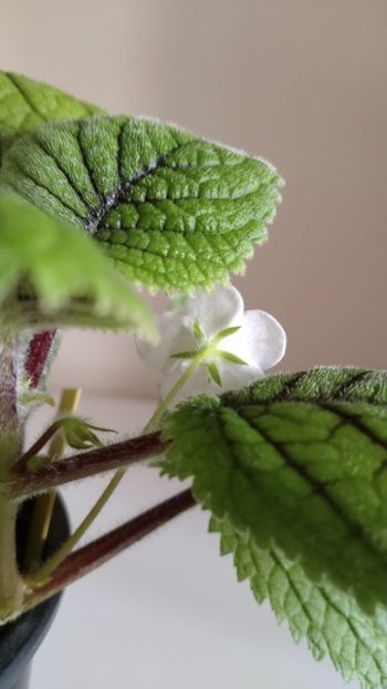  - 2025-Niphea oblonga