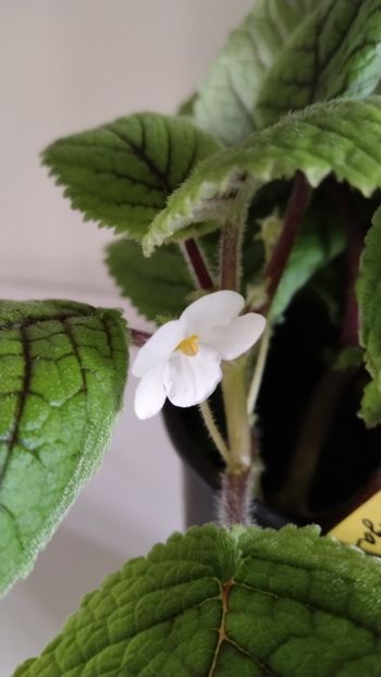  - 2025-Niphea oblonga