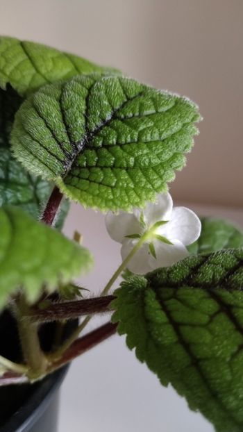  - 2025-Niphea oblonga