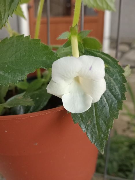 2025 - Himalayan Angel