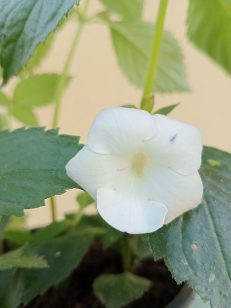 Himalayan Angel - - - - 2025