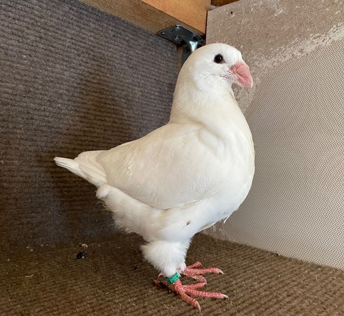 RO 24 - 8364 - Pui 2025