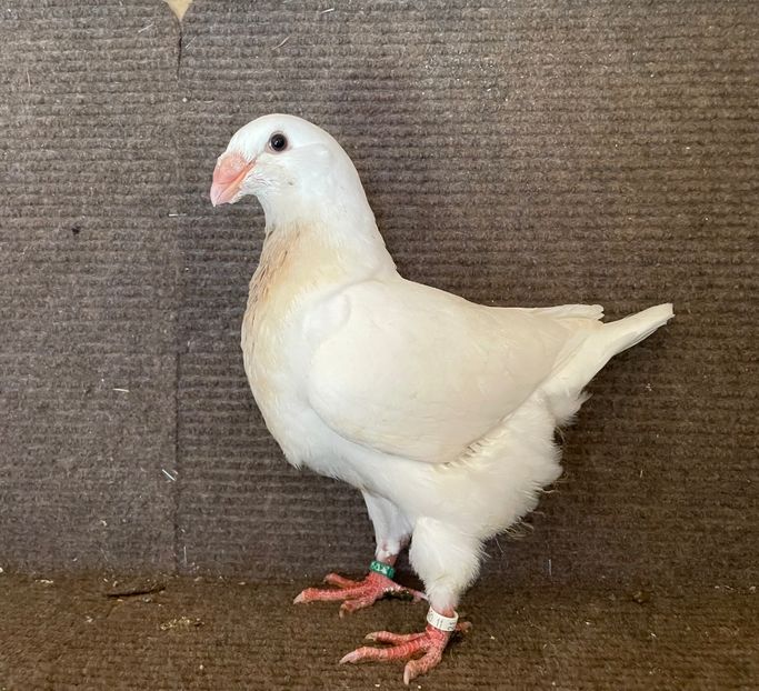 RO 25 - 8365 - Pui 2025