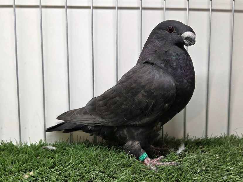 FEMELĂ RO 25 - 86 - FEMELE ASR 2026