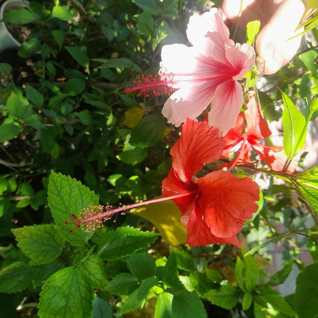 27.07.2025 - HIBISCUSI 2025-3