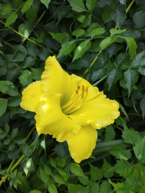  - Hemerocalisi 2025 vol2