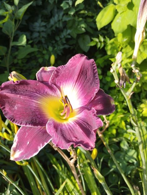  - Hemerocalisi 2025 vol2