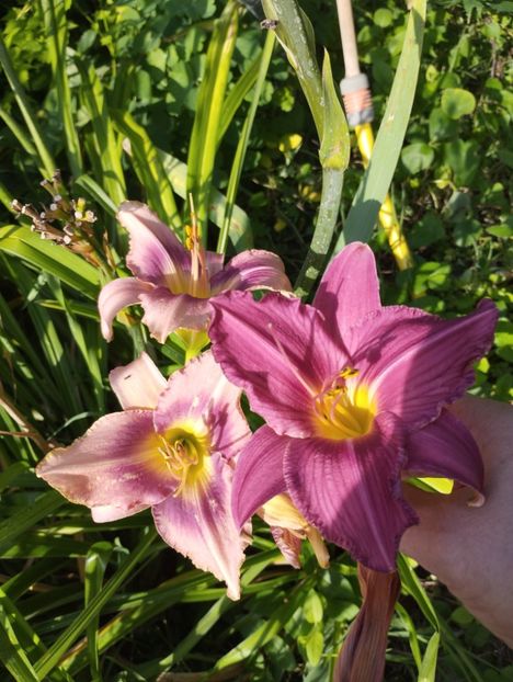  - Hemerocalisi 2025 vol2