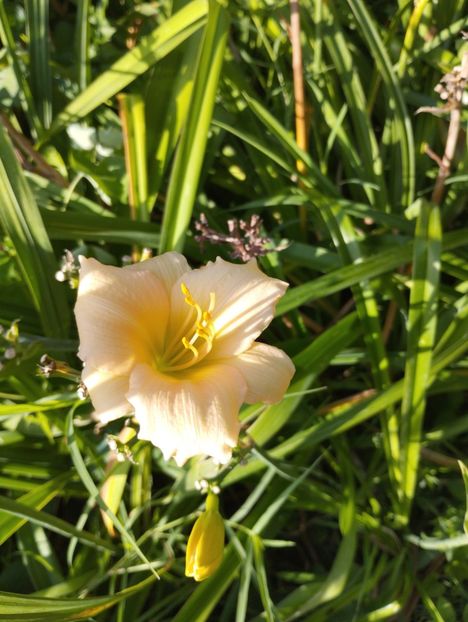  - Hemerocalisi 2025 vol2