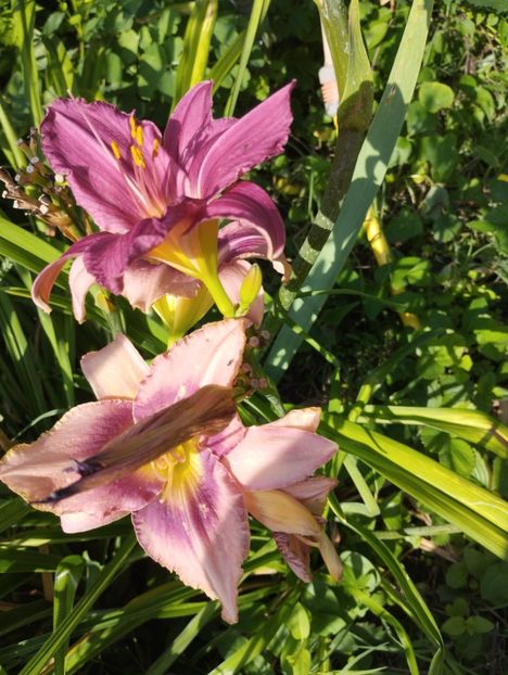  - Hemerocalisi 2025 vol2