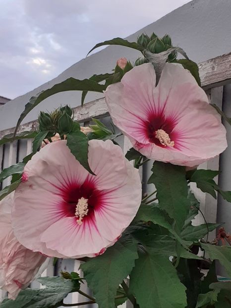  - HIBISCUS MOSCHETUOS