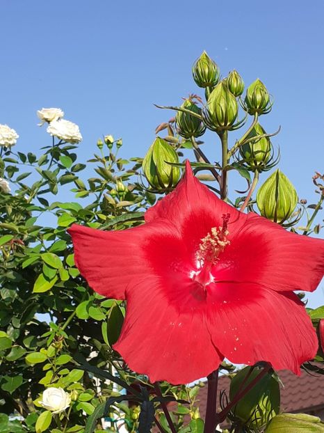  - HIBISCUS MOSCHETUOS