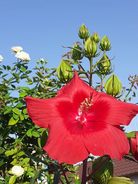20250727_075627(0) - HIBISCUS MOSCHETUOS