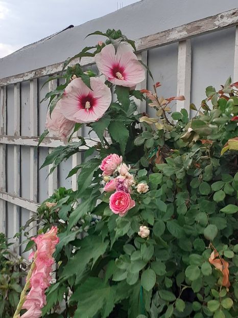  - HIBISCUS MOSCHETUOS