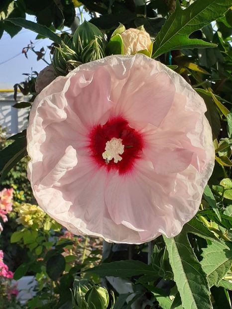  - HIBISCUS MOSCHETUOS