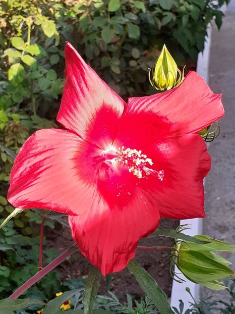  - HIBISCUS MOSCHETUOS