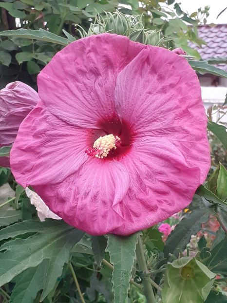  - HIBISCUS MOSCHETUOS