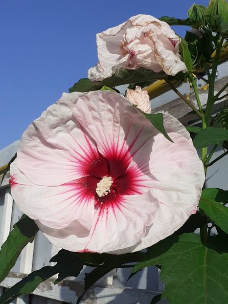  - HIBISCUS MOSCHETUOS