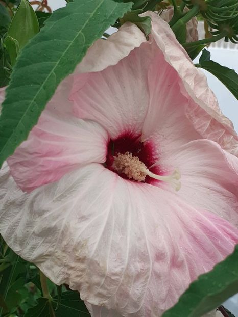  - HIBISCUS MOSCHETUOS