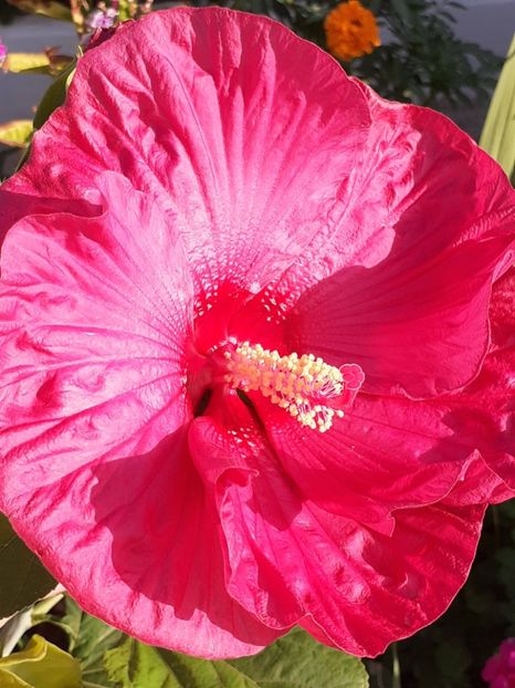  - HIBISCUS MOSCHETUOS