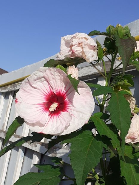  - HIBISCUS MOSCHETUOS