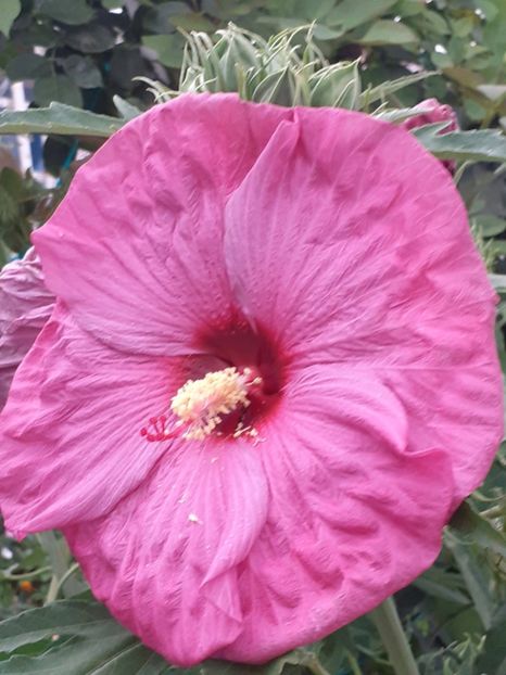  - HIBISCUS MOSCHETUOS