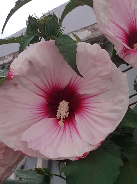  - HIBISCUS MOSCHETUOS
