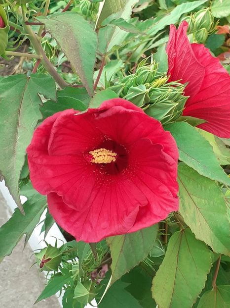 20250727_075658(0) - HIBISCUS MOSCHETUOS