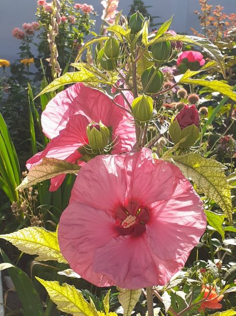  - HIBISCUS MOSCHETUOS