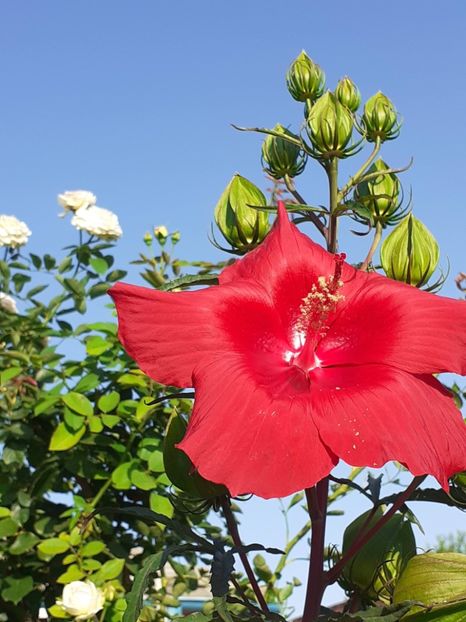  - HIBISCUS MOSCHETUOS
