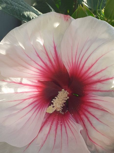 20250727_075855(0) - HIBISCUS MOSCHETUOS