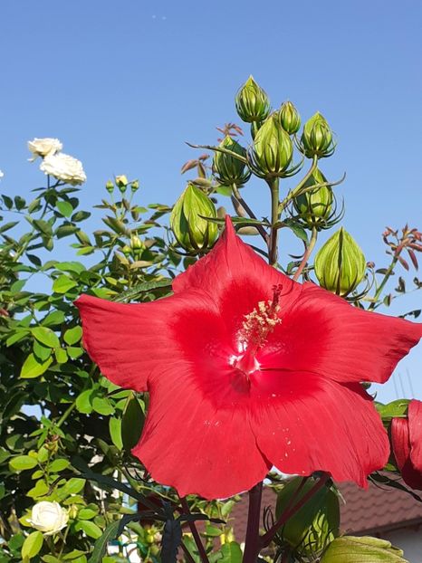  - HIBISCUS MOSCHETUOS