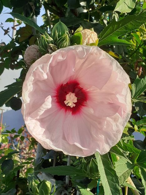  - HIBISCUS MOSCHETUOS