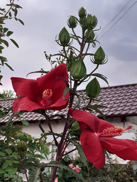  - HIBISCUS MOSCHETUOS