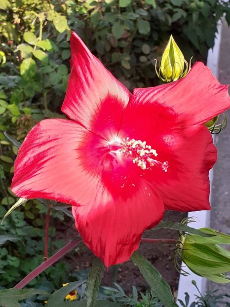  - HIBISCUS MOSCHETUOS
