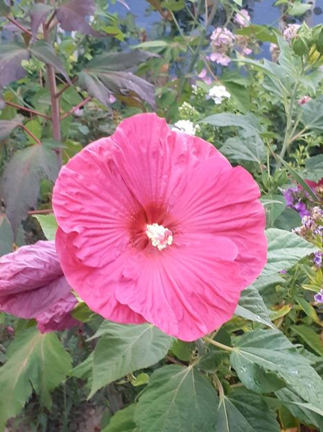  - HIBISCUS MOSCHETUOS