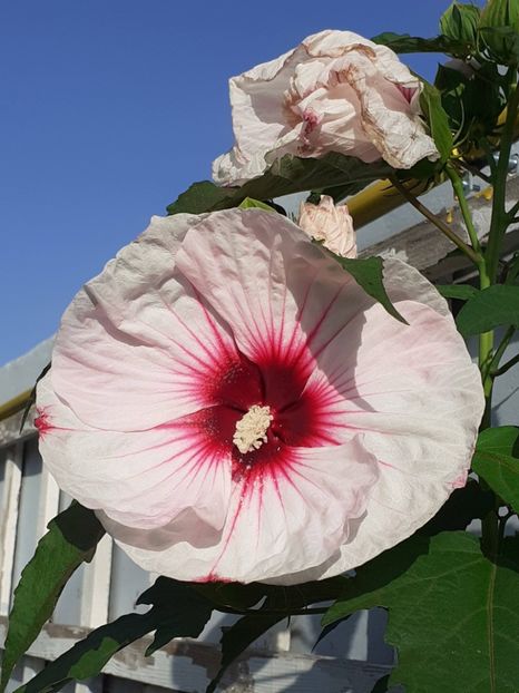  - HIBISCUS MOSCHETUOS