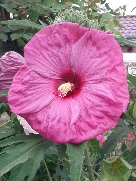  - HIBISCUS MOSCHETUOS