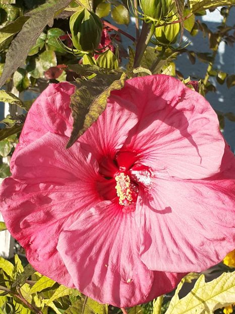  - HIBISCUS MOSCHETUOS