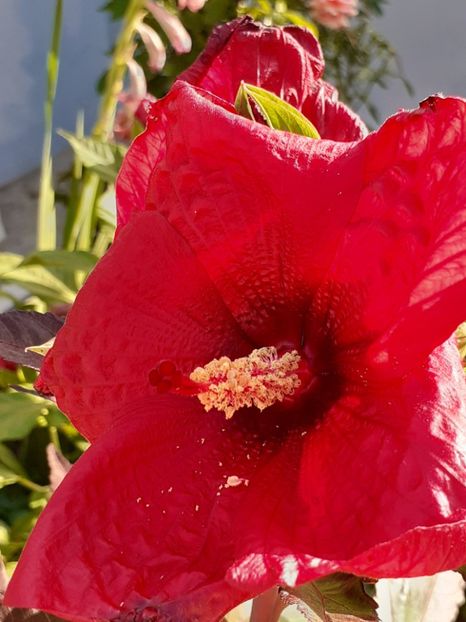  - HIBISCUS MOSCHETUOS