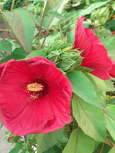  - HIBISCUS MOSCHETUOS