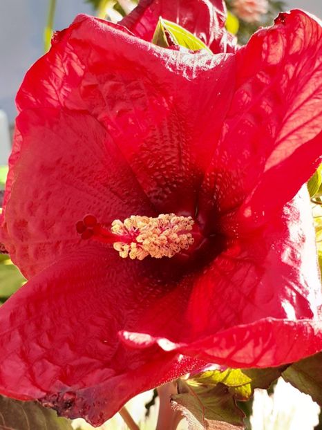  - HIBISCUS MOSCHETUOS