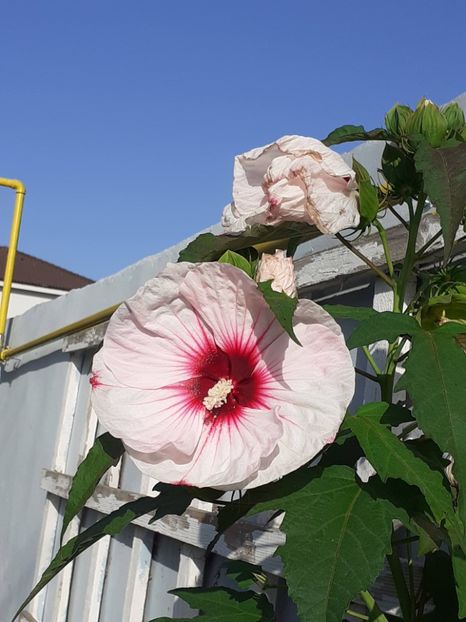  - HIBISCUS MOSCHETUOS