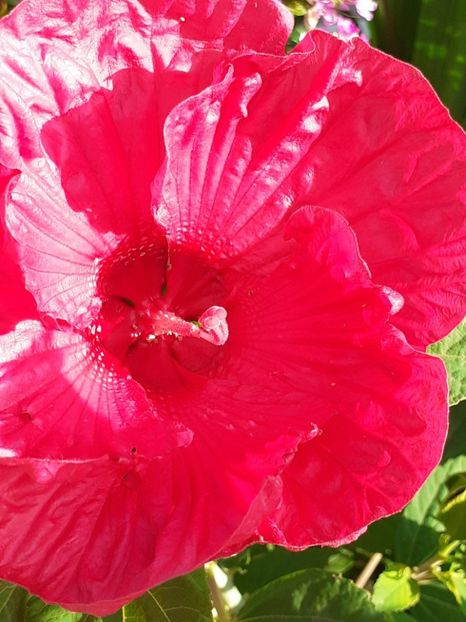  - HIBISCUS MOSCHETUOS