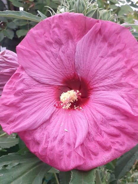  - HIBISCUS MOSCHETUOS