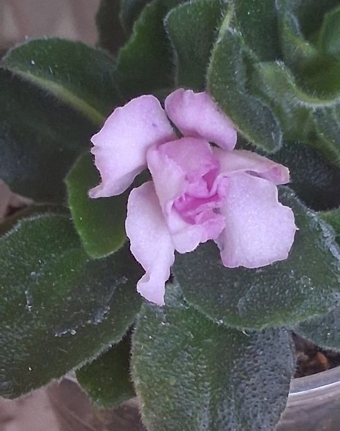  - Rob s Smarty Pants