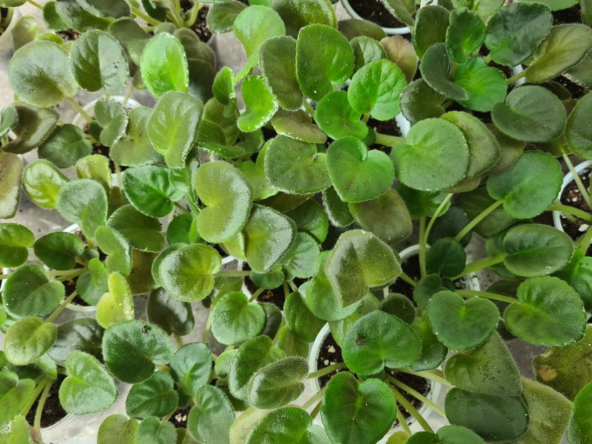  - AA Violete de vanzare iulie 2025